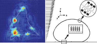 Graphical abstract: Traction force microscopy on-chip: shear deformation of fibroblast cells