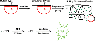 Graphical abstract: Homogeneous and label-free bioluminescence detection of single nucleotide polymorphism with rolling circle amplification