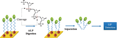 Graphical abstract: Quantitation of surface coverage of oligonucleotides bound to chip surfaces: a fluorescence-based approach using alkaline phosphatase digestion