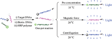 Graphical abstract: Carrier-resolved technology for homogeneous and multiplexed DNA assays in a ‘one-pot reaction’