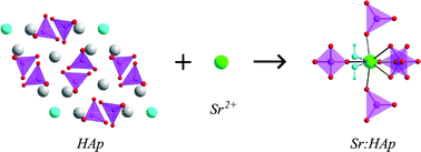 Graphical abstract: Structural characterization of sol–gel derived Sr-substituted calcium phosphates with anti-osteoporotic and anti-inflammatory properties