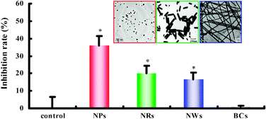 Graphical abstract: Shape-controlled synthesis of protein-conjugated silver sulfide nanocrystals and study on the inhibition of tumor cell viability