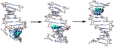 Graphical abstract: The electronic structure evolution of DNA during its conformation transition process