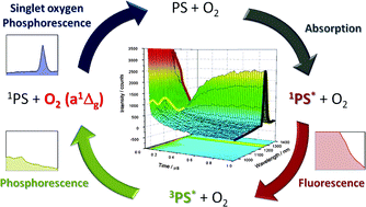 Graphical abstract: Time-resolved methods in biophysics. 7. Photon counting vs. analog time-resolved singlet oxygen phosphorescence detection