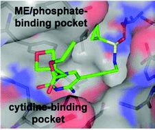 Graphical abstract: Inhibitors of the kinase IspE: structure–activity relationships and co-crystal structure analysis