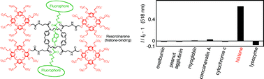 Graphical abstract: Rotaxane-type resorcinarene tetramers as histone-sensing fluorescent receptors