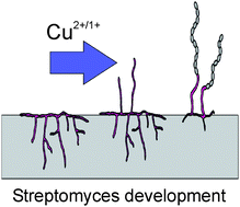 Graphical abstract: Copper mining in Streptomyces: enzymes, natural products and development