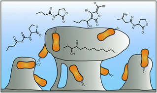 Graphical abstract: Quorum sensing and bacterial biofilms