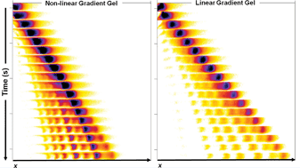 Graphical abstract: Photopolymerized diffusion-defined polyacrylamide gradient gels for on-chip protein sizing