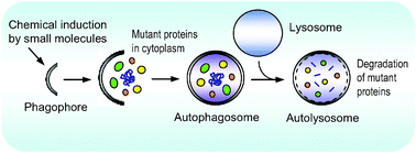Graphical abstract: Small molecule enhancers of autophagy for neurodegenerative diseases