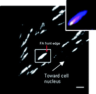 Graphical abstract: Temporal evolution of cell focal adhesions: experimental observations and shear stress profiles
