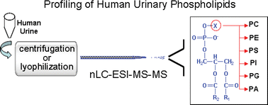 Graphical abstract: Profiling of human urinary phospholipids by nanoflow liquid chromatography/tandem mass spectrometry