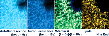 Graphical abstract: Liver autofluorescence properties in animal model under altered nutritional conditions