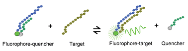 Graphical abstract: A double-stranded molecular probe for homogeneous nucleic acid analysis