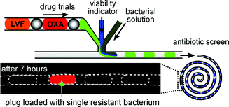 Graphical abstract: Detecting bacteria and determining their susceptibility to antibiotics by stochastic confinement in nanoliter droplets using plug-based microfluidics