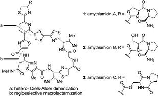 Graphical abstract: Total syntheses of amythiamicins A, B and C