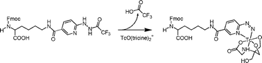 Graphical abstract: A technetium intermediate specifically promotes deprotection of trifluoroacetyl HYNIC during radiolabelling under mild conditions