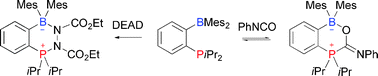 Graphical abstract: Tracking reactive intermediates in phosphine-promoted reactions with ambiphilic phosphino-boranes