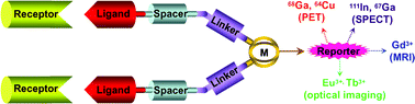 Graphical abstract: Novel DOTA-based prochelator for divalent peptide vectorization: synthesis of dimeric bombesin analogues for multimodality tumor imaging and therapy