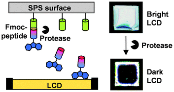 Graphical abstract: A combined SPS–LCD sensor for screening protease specificity