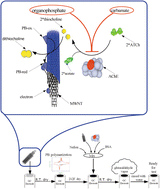 Graphical abstract: An electrochemical sensor for pesticide assays based on carbon nanotube-enhanced acetycholinesterase activity