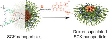 Graphical abstract: SCKs as nanoparticle carriers of doxorubicin: investigation of core composition on the loading, release and cytotoxicity profiles