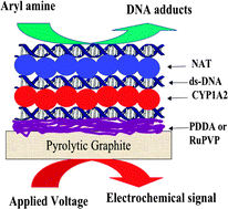 Graphical abstract: Electrochemical biosensor featuring a two-enzyme pathway and DNA for screening toxic reactive metabolites of arylamines