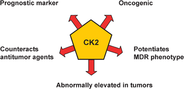 Graphical abstract: Protein kinase CK2 as a druggable target