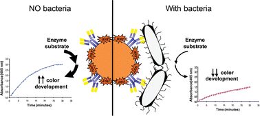 Graphical abstract: Enzyme shadowing: using antibody–enzyme dually-labeled magnetic particles for fast bacterial detection