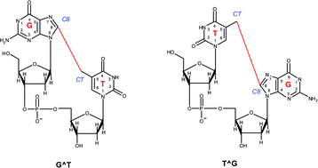 Graphical abstract: Formation of cross-linked adducts between guanine and thymine mediated by hydroxyl radical and one-electron oxidation: a theoretical study