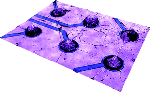 Graphical abstract: Carbon nanotube micro-electrodes for neuronal interfacing