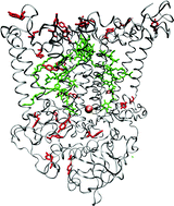 Graphical abstract: Photophysical properties of quinones and their interaction with the photosynthetic reaction centre