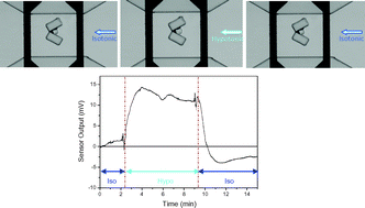 Graphical abstract: A microfluidic chip for real-time studies of the volume of single cells