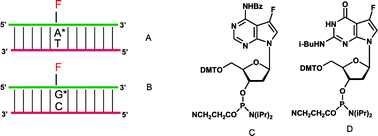 Graphical abstract: DNA with stable fluorinated dA and dG substitutes: syntheses, base pairing and 19F-NMR spectra of 7-fluoro-7-deaza-2′-deoxyadenosine and 7-fluoro-7-deaza-2′-deoxyguanosine