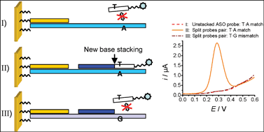 Graphical abstract: Split hybridisation probes for electrochemical typing of single-nucleotide polymorphisms