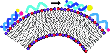 Graphical abstract: Enhanced DNA strand exchange on positively charged liposomes
