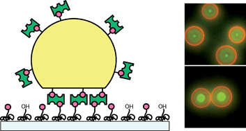 Graphical abstract: Specific wetting probed with biomimetic emulsion droplets