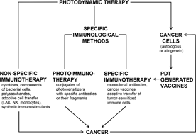 Graphical abstract: Immunotherapy: a way to improve the therapeutic outcome of photodynamic therapy?