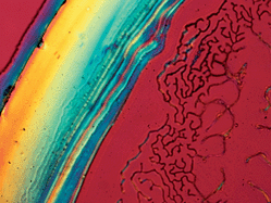 Graphical abstract: Cationic surface functionalization of cellulose nanocrystals