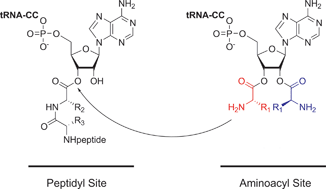 Graphical abstract: Modeling the reactive properties of tandemly activated tRNAs