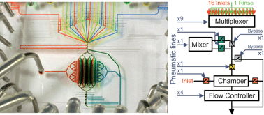 Graphical abstract: A multi-purpose microfluidic perfusion system with combinatorial choice of inputs, mixtures, gradient patterns, and flow rates