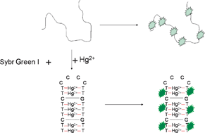 Graphical abstract: Highly sensitive and selective detection of Hg2+ in aqueous solution with mercury-specific DNA and Sybr Green I