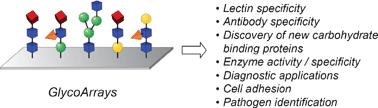 Graphical abstract: Glycoarrays—tools for determining protein–carbohydrate interactions and glycoenzyme specificity