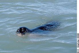 Graphical abstract: Levels and temporal trends of HCH isomers in ringed seals from West and East Greenland