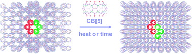 Graphical abstract: Single-crystal to single-crystal phase transition of cucurbit[5]uril hydrochloride hydrates: large water-filled channels transforming to layers of unusual stability