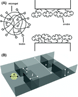 Graphical abstract: Augmenting microgel flow viareceptor-ligand binding in the constrained geometries of microchannels
