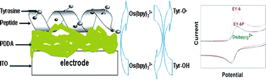 Graphical abstract: Label-free electrochemical differentiation of phosphorylated and non-phosphorylated peptide by electro-catalyzed tyrosine oxidation