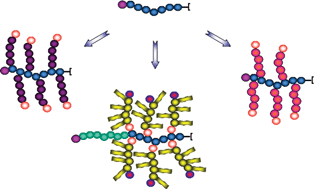 Graphical abstract: Post-modification of poly(pentafluorostyrene): a versatile “click” method to create well-defined multifunctional graft copolymers