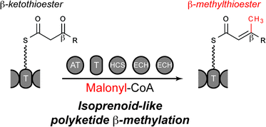 Graphical abstract: Isoprenoid-like alkylations in polyketide biosynthesis