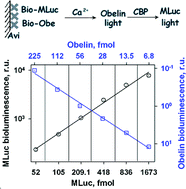 Graphical abstract: Recombinant Metridia luciferase isoforms: expression, refolding and applicability for in vitro assay